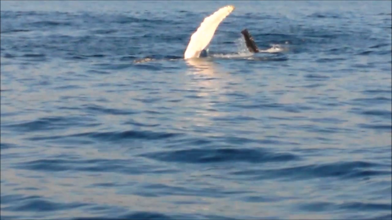 Humpbacks